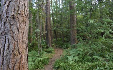 A footpath through a forest with a tree trunk in the foreground