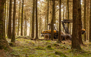 A harvesting machine working in a woodland