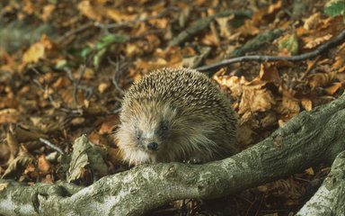 Hedgehog walking on forest floor