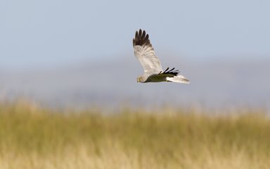 Hen harrier in flight, hunting.