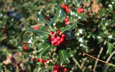 Green prickly holly leaves surround a cluster of bright red berries.