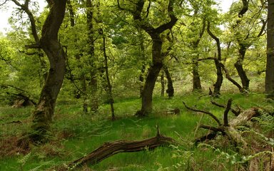 Holystone woodland 