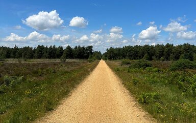 A view of a long gravel trail through open heathland heading towards the forest.