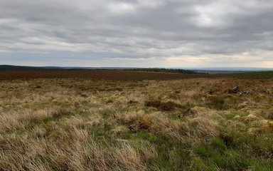 View over mire landscape on cloudy day