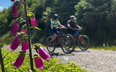 two cyclists in the forest with a foxglove in the foreground