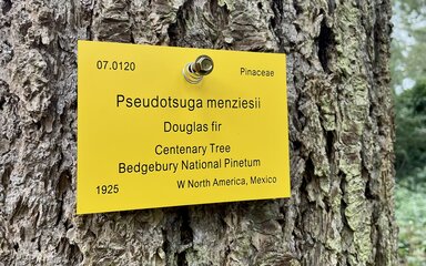 A yellow tree label hanging on a trunk