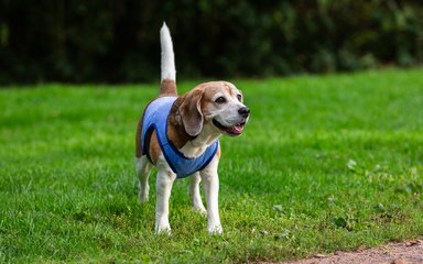 A beagle staring off camera to the right, wearing a cool jacket on the grass