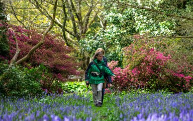 A guided walk in spring through beautiful blooms and bluebells