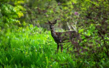 A roe deer stands in a grassy ride looking towards the camera.
