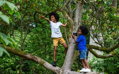 two young boys climbing tree