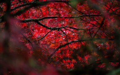 Autumn colour leaves