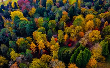 Aerial photo of a woodland in autumn colour