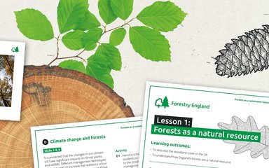 A banner showing digital illustrations of leaves, log slice and fir cone, with worksheets.