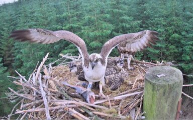 Young osprey spreading its wings in a nest, with two other chicks and a forest backdrop.