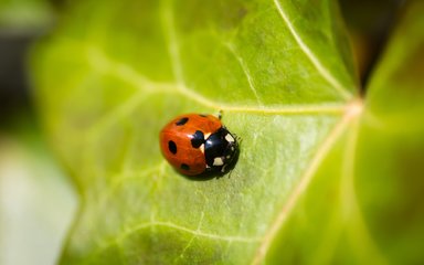 Ladybird on leaf