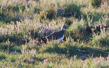 Lapwing among heather in the sun