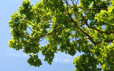 Leaves against blue sky