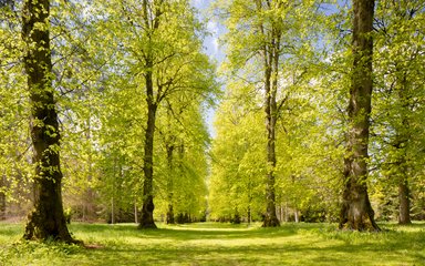 Lime Avenue Westonbirt