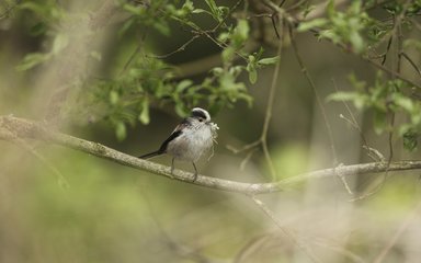 Long tailed tit sat on small branch