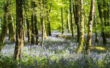 Woodland trees and bluebells in flower.