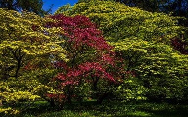 Maples at Westonbirt