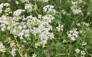 White cow parsley flowers.