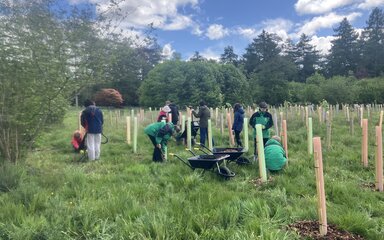 Students hard at work mulching saplings.