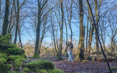 A woman wearing coat and woolly hat walk through the forest in winter. The trees are bare and the sky is blue.