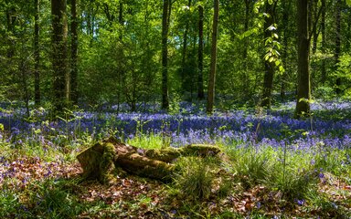 A view into an ancient woodland through dappled sunlight with bluebells on the forest floor.