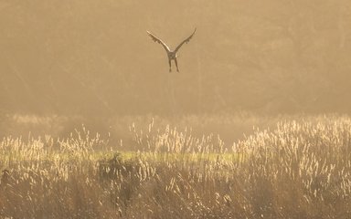 white-tailed eagle taking off from a meadow in hazy sunlight