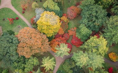 A drone shot of trees in autumn colour.