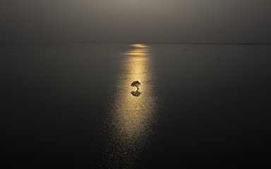 tree alone in a still ocean in moonlight