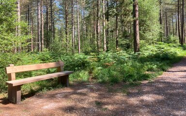 A wooden bench beside a forest trail surrounded by tall conifer trees.