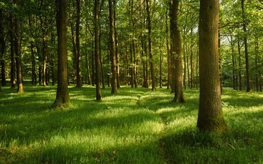 Forest floor covered in greenery with tree trunks