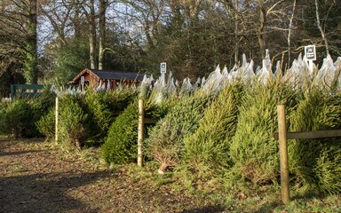 A view of the Christmas Tree sales shop in the New Forest