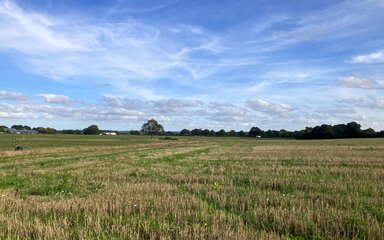 Photo of uncut fields at new woodland creation site in Kent, with existing woodland in the background