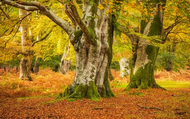 Old trees with large mossy trunks in autumn, with the ground covered in brown leaves.