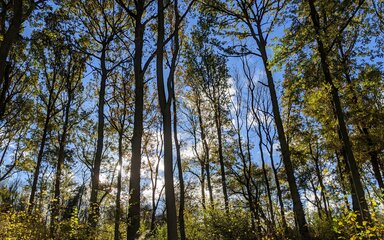 trees in the sunshine at Cannock Chase