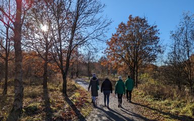 Four people walking in the woods under the winter sun