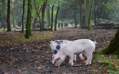 Pigs eating fallen acorns in the New Forest