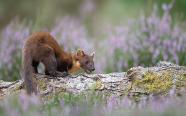 Pine Marten on a fallen tree