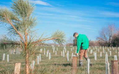 Close-up of sapling in the foreground will newly planted trees in protective covers shown across a wide area behind with a man leaning over one.