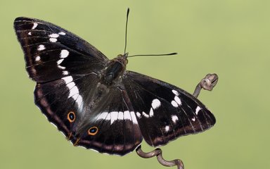 Dark wings of female purple emperor butterfly