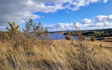 Long dry grassland and young trees in autumn colour shown in front of an open body of water