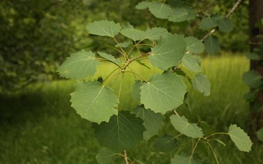 An aspen tree branch with several wide circular leaves with jagged edges