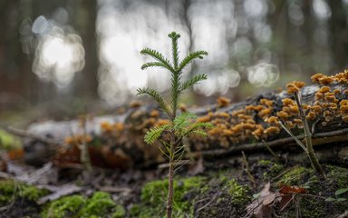 Tree sapling growing amongst the trees