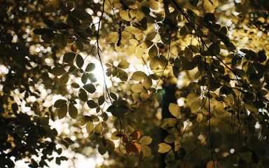 Dappled light through leaves.