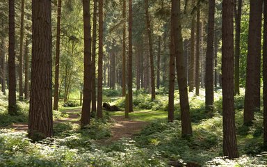 Woodland path running through trees