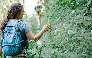 Forest bathing