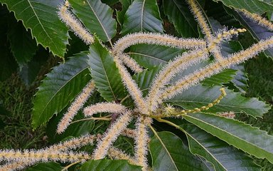 sprays of whitish bottle-brush flowers, are the majestic sweet chestnuts.